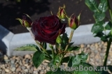 Black Baccara Black Baccara