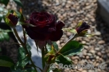 Black Baccara Black Baccara