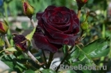Black Baccara Black Baccara