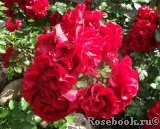 Roter Korsar Roter Korsar