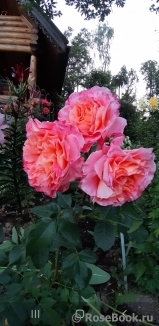 Augusta Luise Augusta Luise