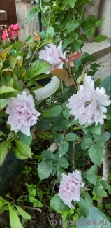 Couture Rose Tilia Couture Rose Tilia