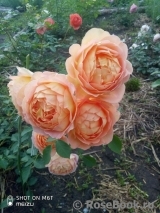 Lady of Shalott Lady of Shalott