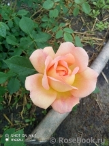 Lady of Shalott Lady of Shalott
