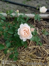 Desdemona Desdemona