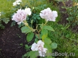 Couture Rose Tilia Couture Rose Tilia