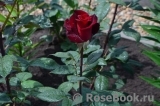 Black Prince Black Prince