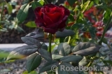 Black Prince Black Prince