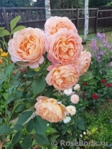 Lady of Shalott Lady of Shalott
