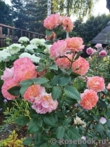 Augusta Luise Augusta Luise