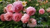 Jubilee Celebration® Jubilee Celebration®