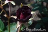 Perle Noire Perle Noire