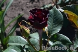 Perle Noire Perle Noire