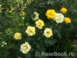 Goldquelle® Goldquelle®