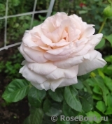 Prince Jardinier Prince Jardinier