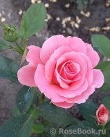 Tickled Pink Tickled Pink