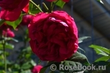 Florentina - Florentina -