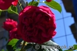 Florentina - Florentina -