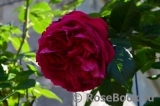Florentina - Florentina -
