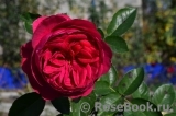 Ascot Ascot