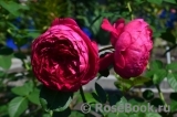 Ascot Ascot