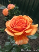 Ashram Ashram