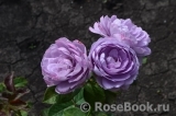 Lavender Ice Lavender Ice