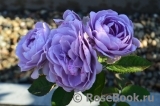 Lavender Ice Lavender Ice