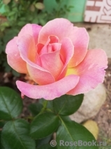 Elle Elle