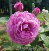 Magenta Magenta