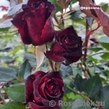 Black Baccara Black Baccara