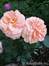 Sangerhauser Jubilaumsrose Sangerhauser Jubilaumsrose
