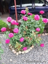 Dame de Coeur Dame de Coeur