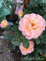 Rosemary Harkness Rosemary Harkness