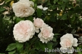 Great North Eastern Rose 