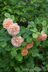Crown Princess Margareta® Crown Princess Margareta®