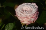 Kordes' Rosenfaszination ® Kordes' Rosenfaszination ®