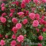 Rosarium Uetersen Rosarium Uetersen