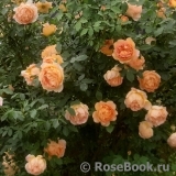 Lady of Shalott Lady of Shalott