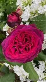 Astrid Grafin von Hardenberg Astrid Grafin von Hardenberg