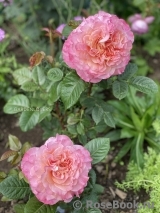 Augusta Luise Augusta Luise