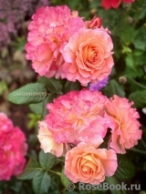 Augusta Luise Augusta Luise