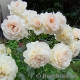 Chandos Beauty Chandos Beauty