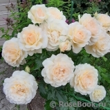 Chandos Beauty Chandos Beauty