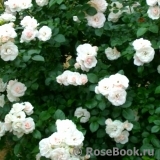 Aspirin Rose Aspirin Rose