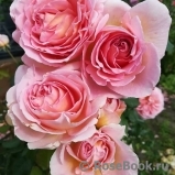 Abraham Darby Abraham Darby