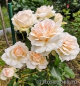 Chandos Beauty Chandos Beauty