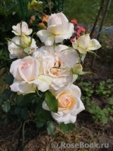 Chandos Beauty Chandos Beauty
