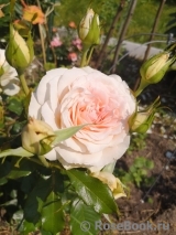Chandos Beauty Chandos Beauty