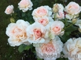 Chandos Beauty Chandos Beauty